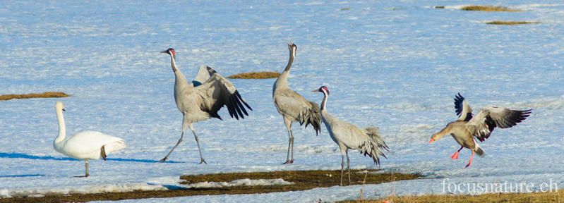 Grue 8497.jpg - Grue cendrée, Grus Grus, Common Crane - Parade au Hornborgasjon (Suède) Avril 2013